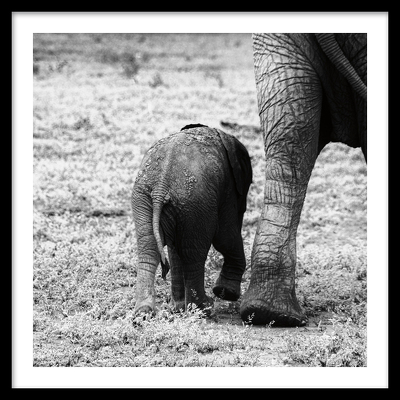 MAMA & BABY ELEPHANT II